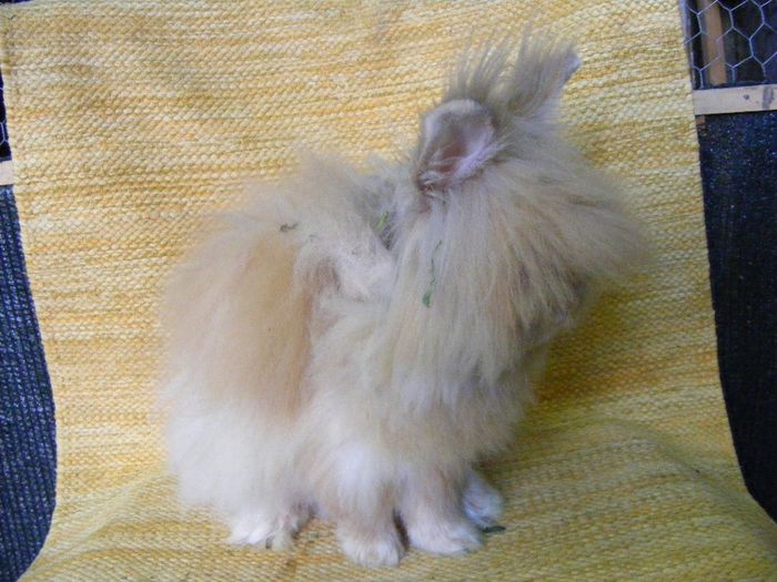 DSCF9528 - Angora