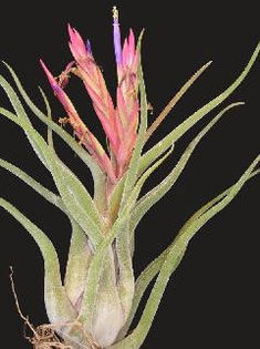 caput-medusaec - Tillandsia