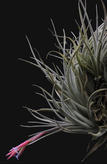 leonamiana_f - Tillandsia