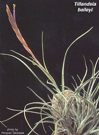 t_baileyi - Tillandsia