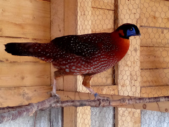 IANUARIE 2014 - FAZANI TRAGOPAN