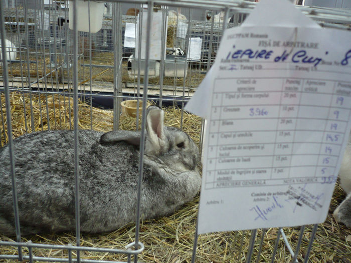 P1050907 - IEPURI EXPO Cluj 2014