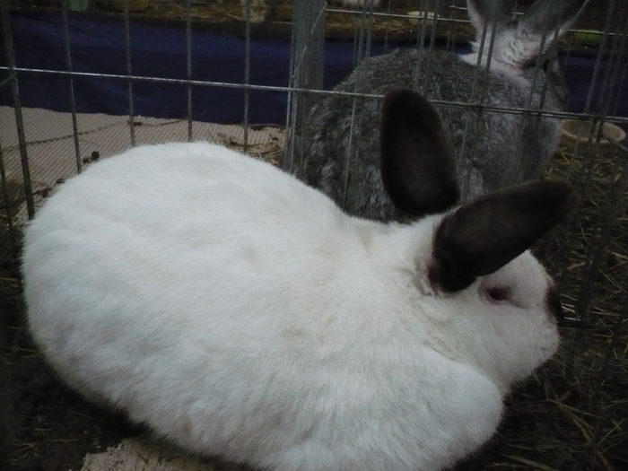 P1050915 - IEPURI EXPO Cluj 2014