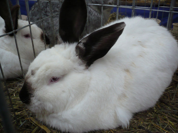 P1050917 - IEPURI EXPO Cluj 2014