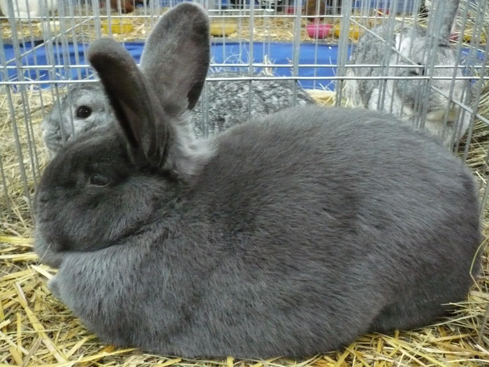 P1050919 - IEPURI EXPO Cluj 2014