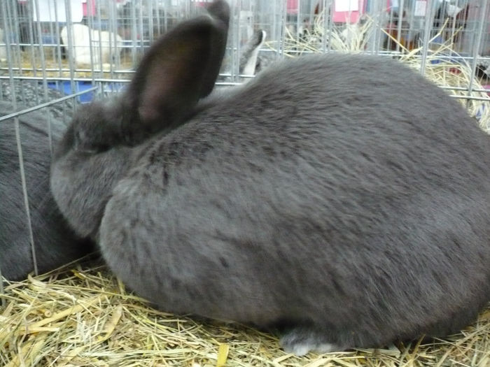 P1050920 - IEPURI EXPO Cluj 2014