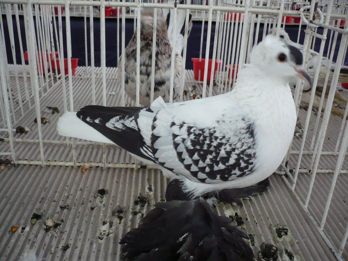 P1060020 - PORUMBEI EXPO Cluj 2014