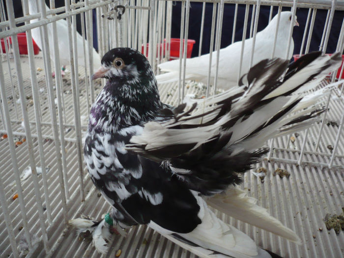 P1060035 - PORUMBEI EXPO Cluj 2014