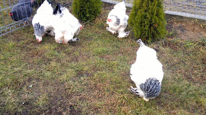 Copie a 2014-01-07-1852