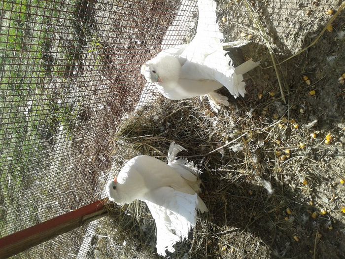 Fotografie-0030 - DE VANZARE FOR SALE DIN TOATE RASELE