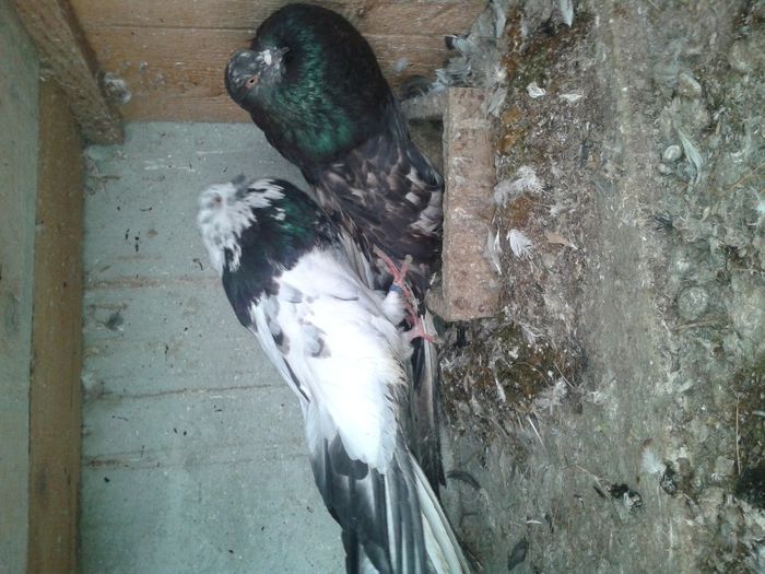 Fotografie-0040 - DE VANZARE FOR SALE DIN TOATE RASELE