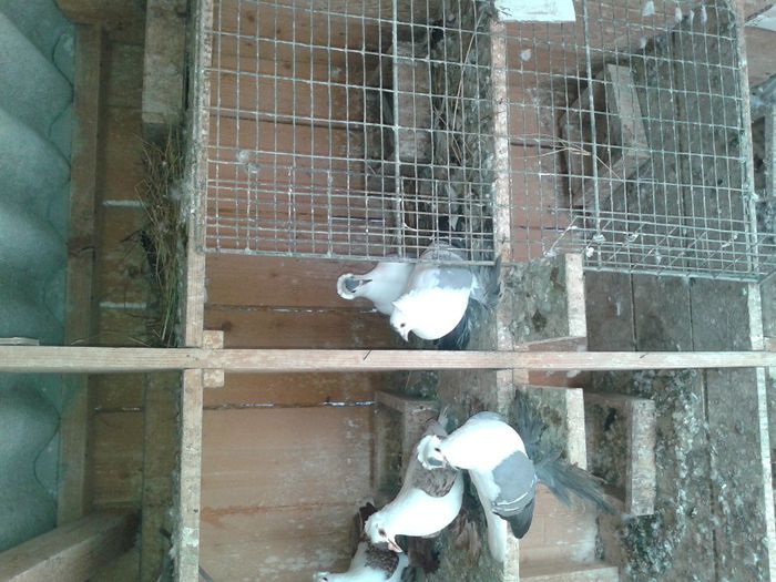 Fotografie-0042 - DE VANZARE FOR SALE DIN TOATE RASELE