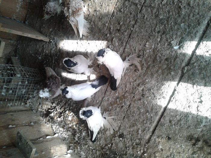 Fotografie-0045 - DE VANZARE FOR SALE DIN TOATE RASELE