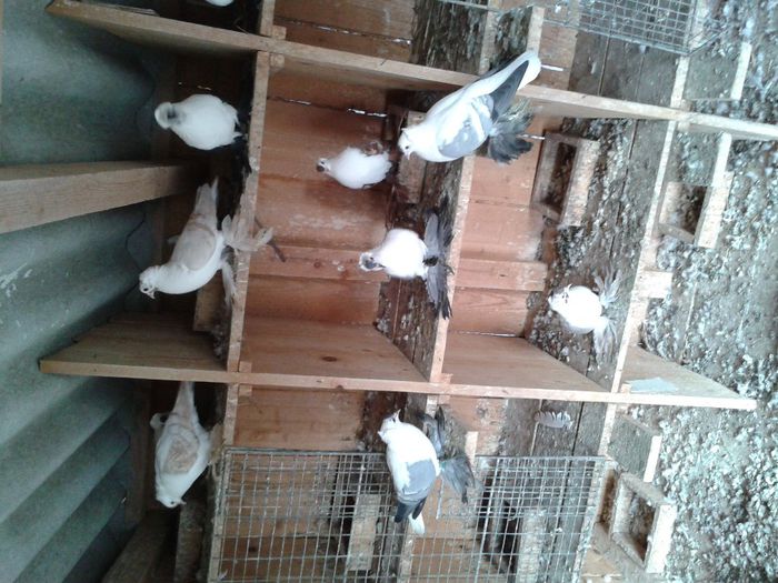 Fotografie-0053 - DE VANZARE FOR SALE DIN TOATE RASELE