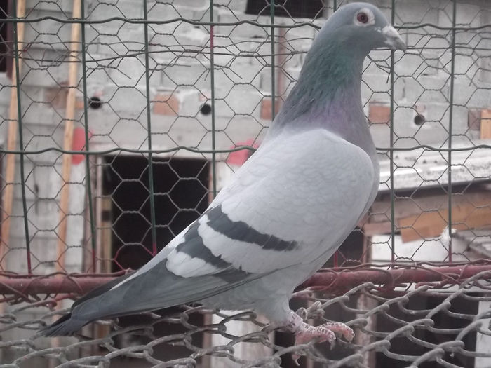 07-Ro. Gust-Scharlechens