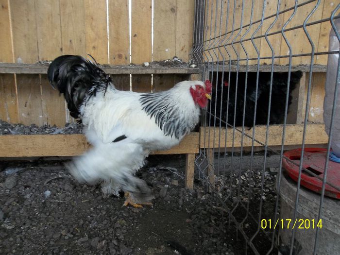 cocos 2013 de vanzare - 3--vanzare gaini -cocosi brahma h deschis-2014