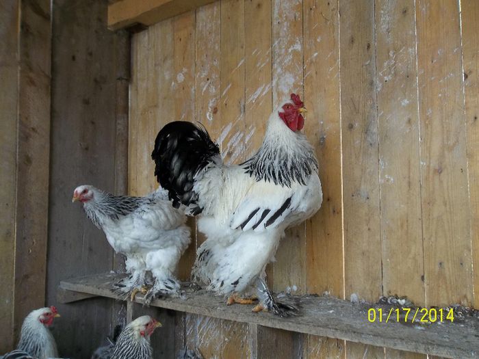 de vanzare 2013 - 3--vanzare gaini -cocosi brahma h deschis-2014