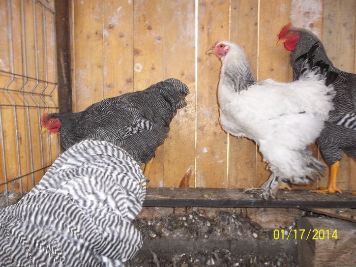 100_1795 - 3--vanzare gaini -cocosi brahma h deschis-2014