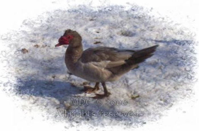 100_4684-477x313-522x344