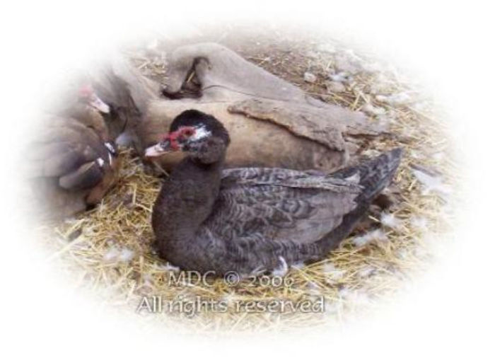 100_4782-464x340-522x383