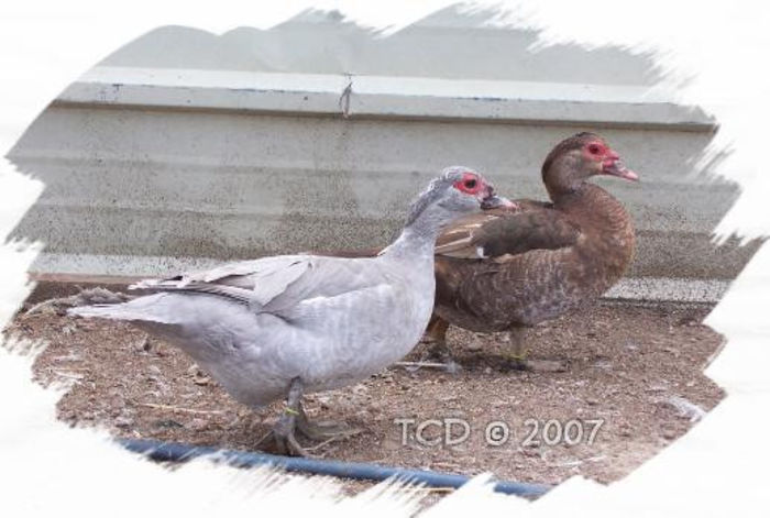 100b6793_A-518x349 - RATE LESESTI de COLECTIE