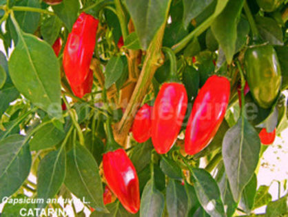 seminte-ardei-iute-capsicum-annuum-catarina