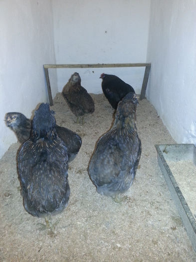 20140116_180921 - Araucana