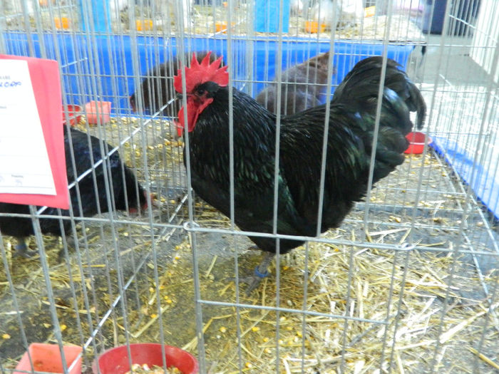 expo cj 2 120