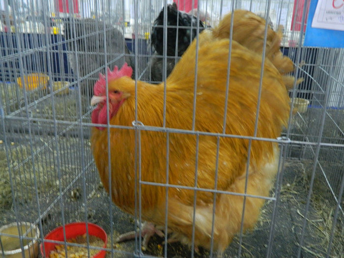 expo cj 2 126