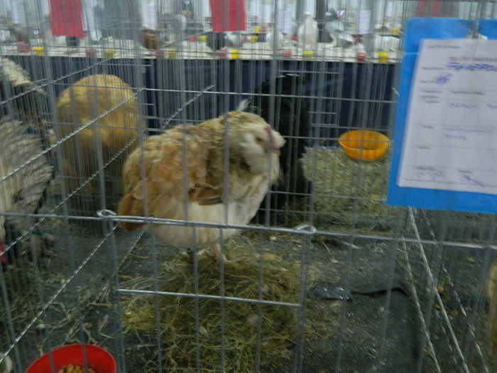 expo cj 2 127