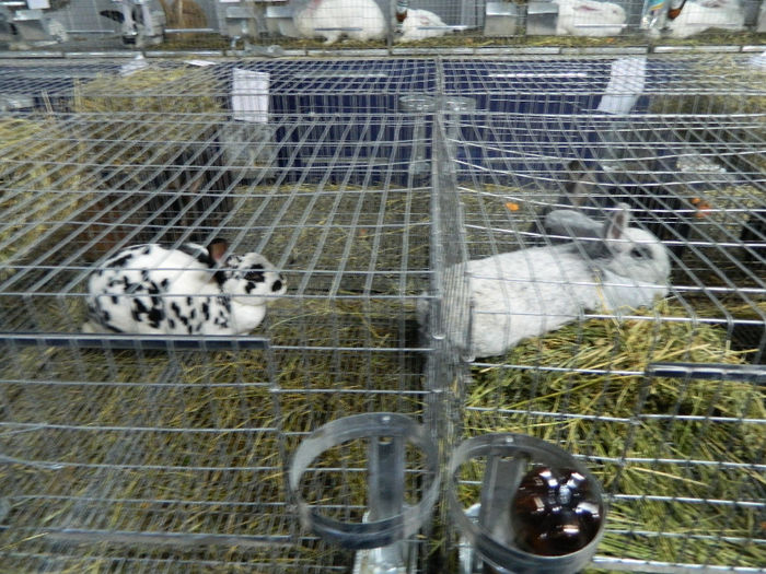 expo cj 2 143 - 04 Expozitie Cluj Napoca 2014