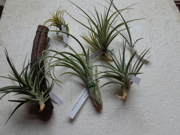 DSC00025 - Tillandsia