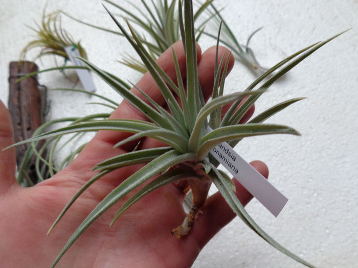 DSC00026 - Tillandsia