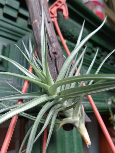 DSC00028 - Tillandsia