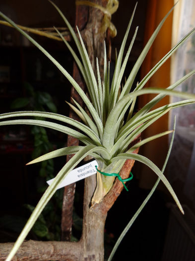 DSC00030 - Tillandsia