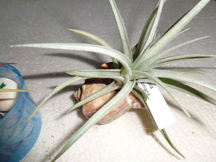 DSC00036 - Tillandsia