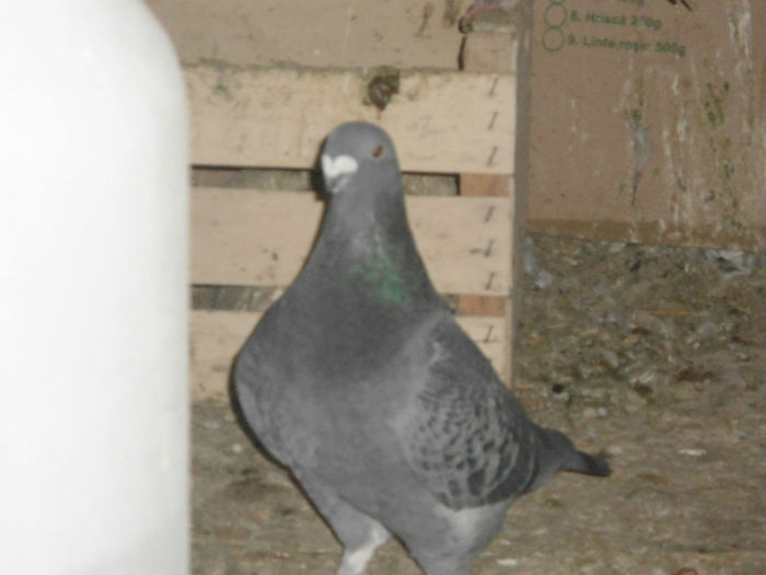 F-2012-vanduta - 5-AMERICAN SHOW RACER