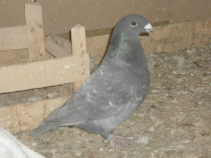 F-2013-vanduta - 5-AMERICAN SHOW RACER