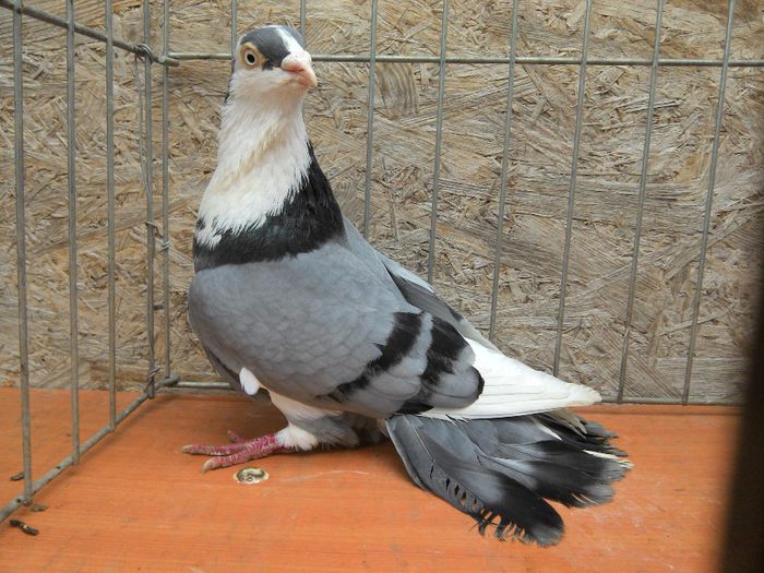 13755 2012 (1) - GALATENI MASCULI 2014