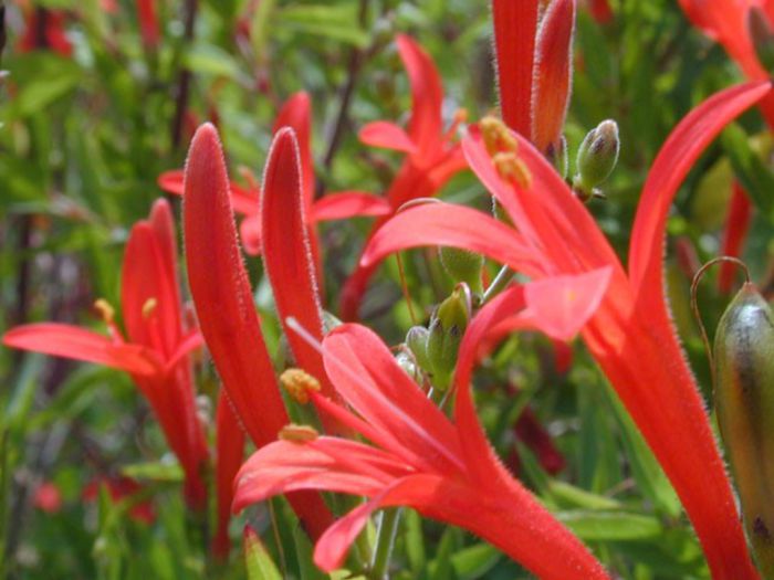 Anisacanthus quadrifidus - a-alte seminte rare