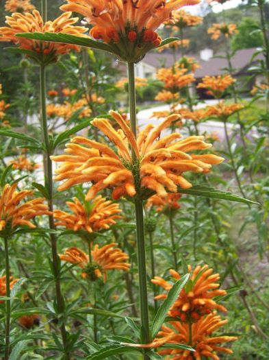 Leonotis leonurus