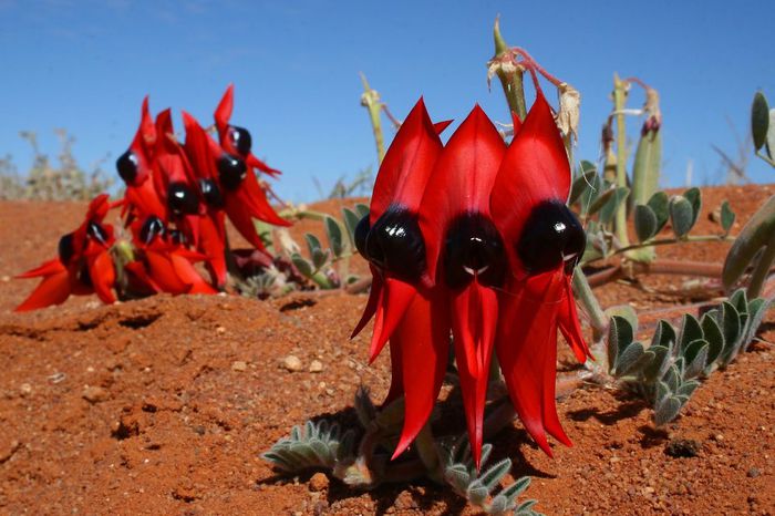 Swainsona formosa - a-alte seminte rare