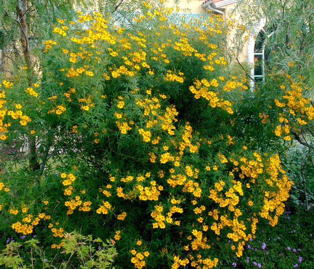 tagetes lemmonii - a-alte seminte rare