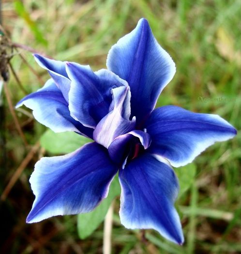 morning gl.blue piccote - a-alte seminte rare
