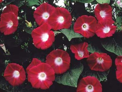 Ipomoea Crimson Rambler - a-alte seminte rare