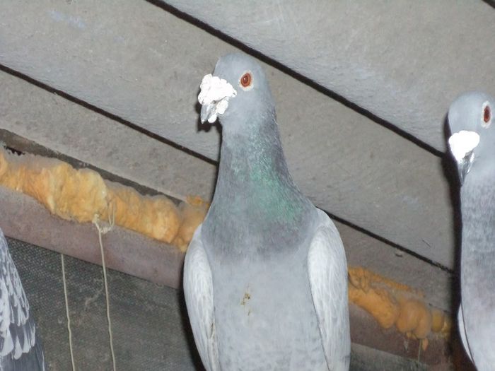 DSC03366
