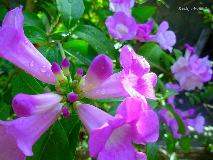 Cydista_aequinoctialis - a-alte seminte rare