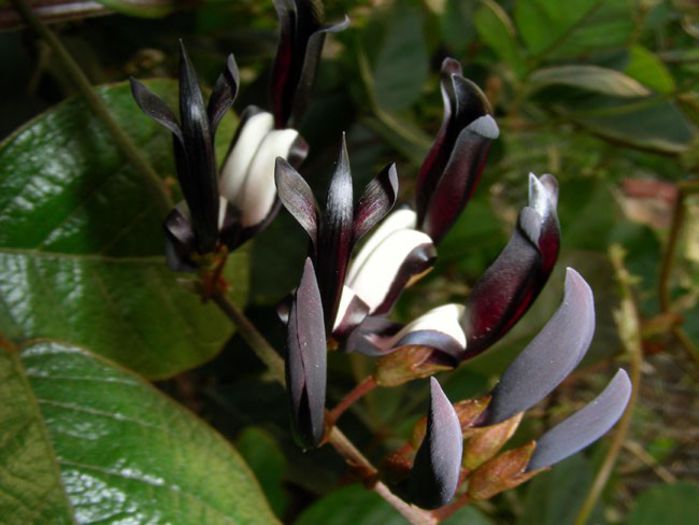 Kennedia_nigricans - a-alte seminte rare