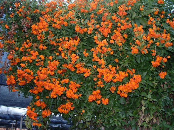 Senecio confusus - a-alte seminte rare