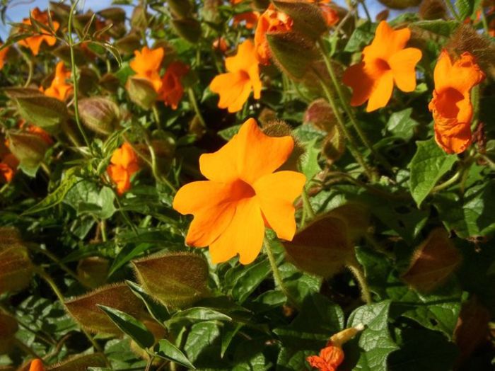 Thunbergia gregorii - a-alte seminte rare
